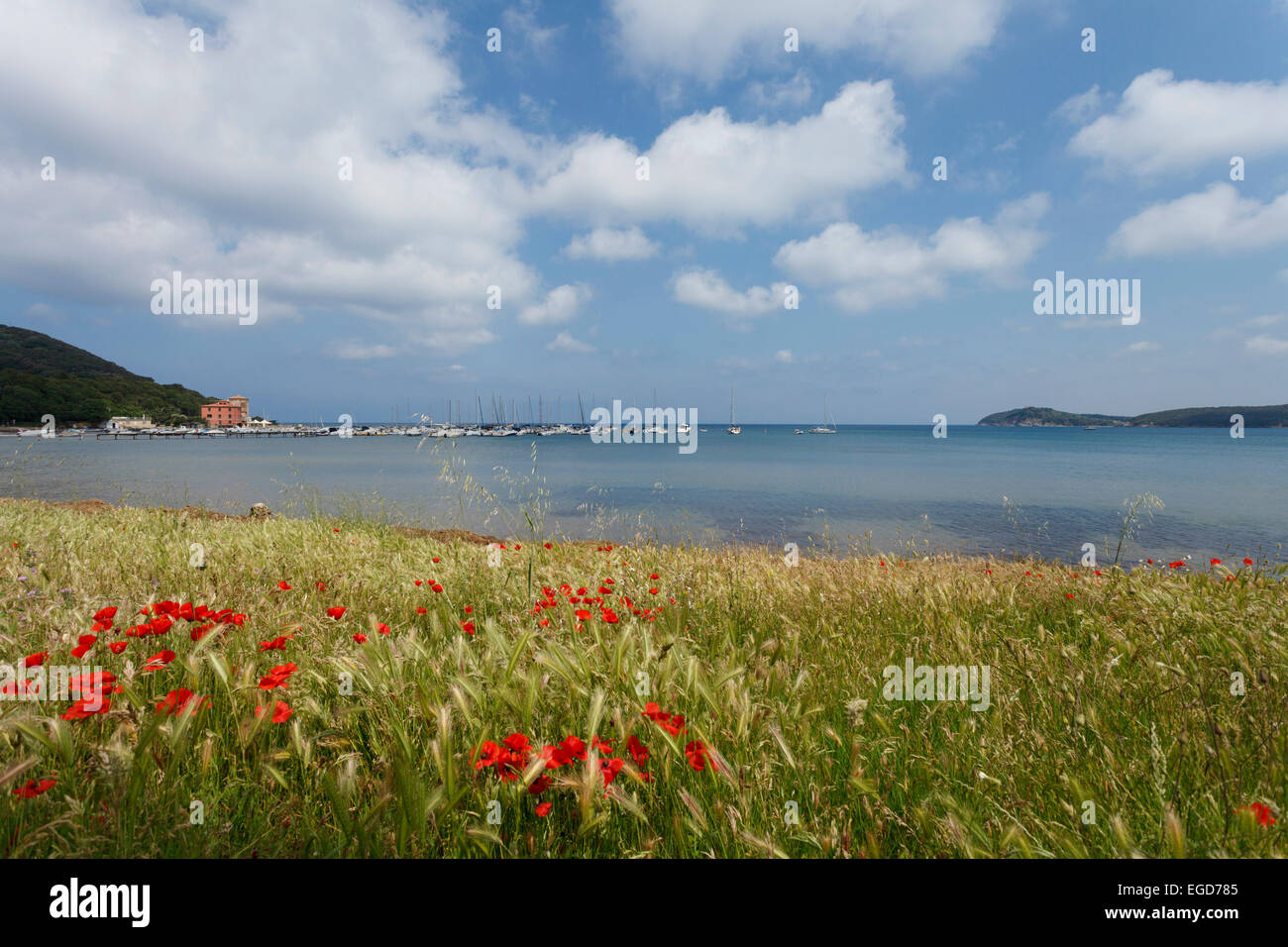 Il paesaggio costiero con un campo pieno di papaveri, Golfo di Baratti, vicino a Populonia, Mare mediterraneo, provincia di Livorno, Toscana, Italia, Europa Foto Stock