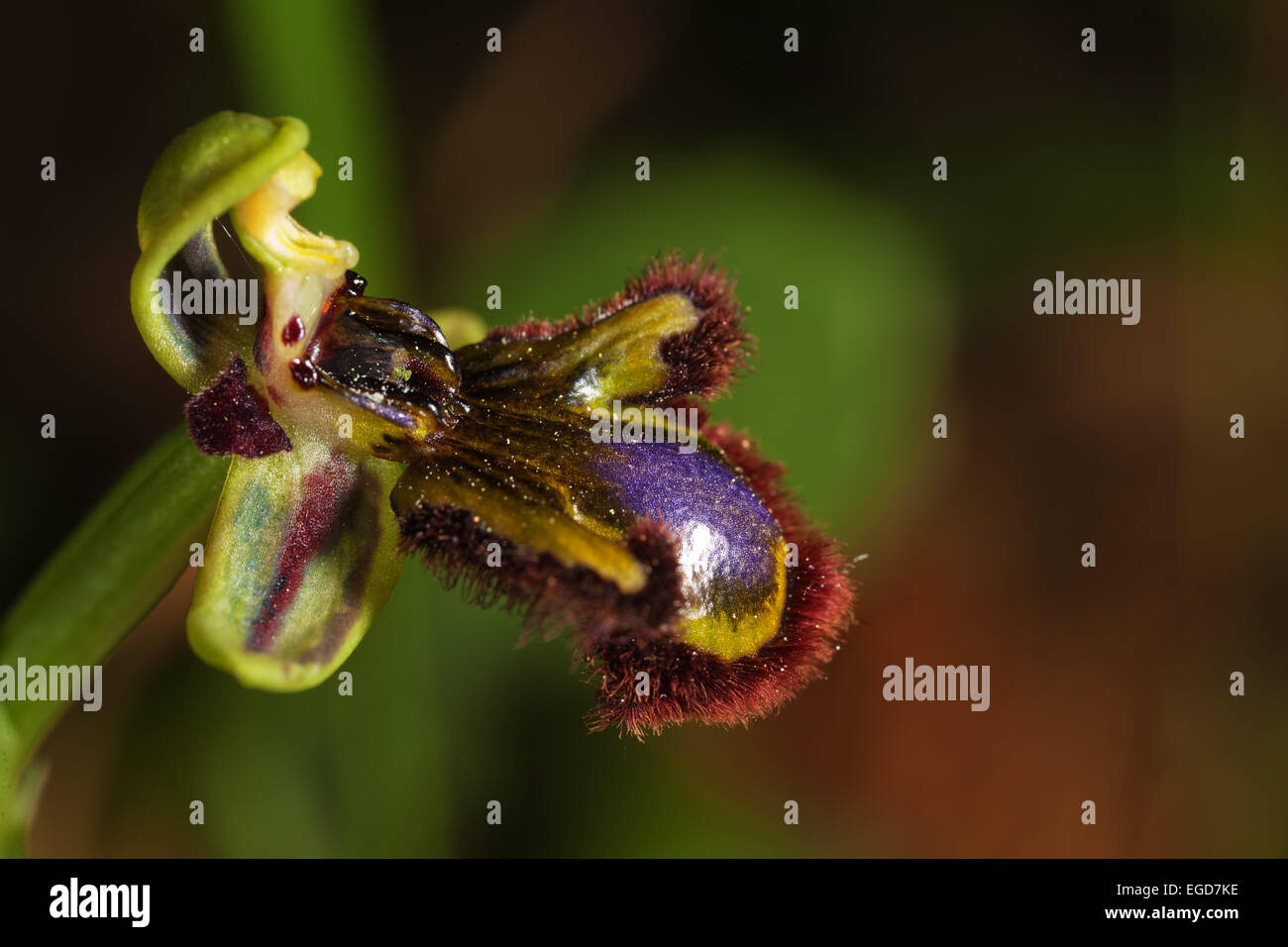 Ophrys speculum, close-up Foto Stock