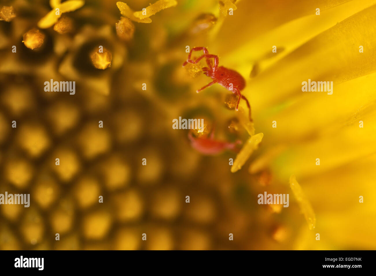 Trombidium holosericeum in fiore, macrofotografia Foto Stock