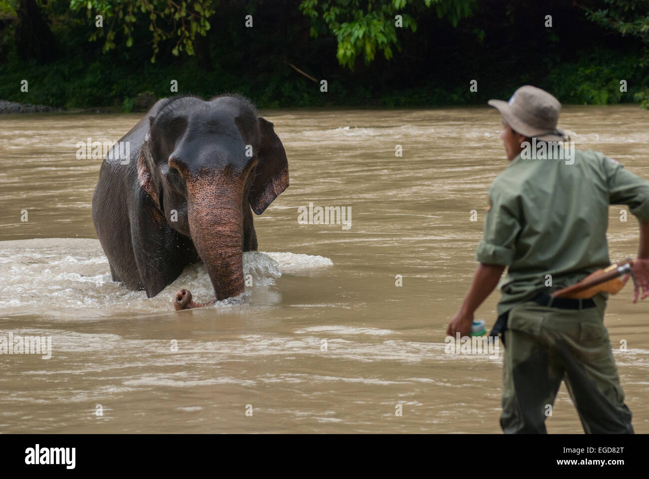 Parco nazionale di ranger chiamate un esperto di Sumatra elefante in Gunung Leuser National Park, Sumatra. Foto Stock