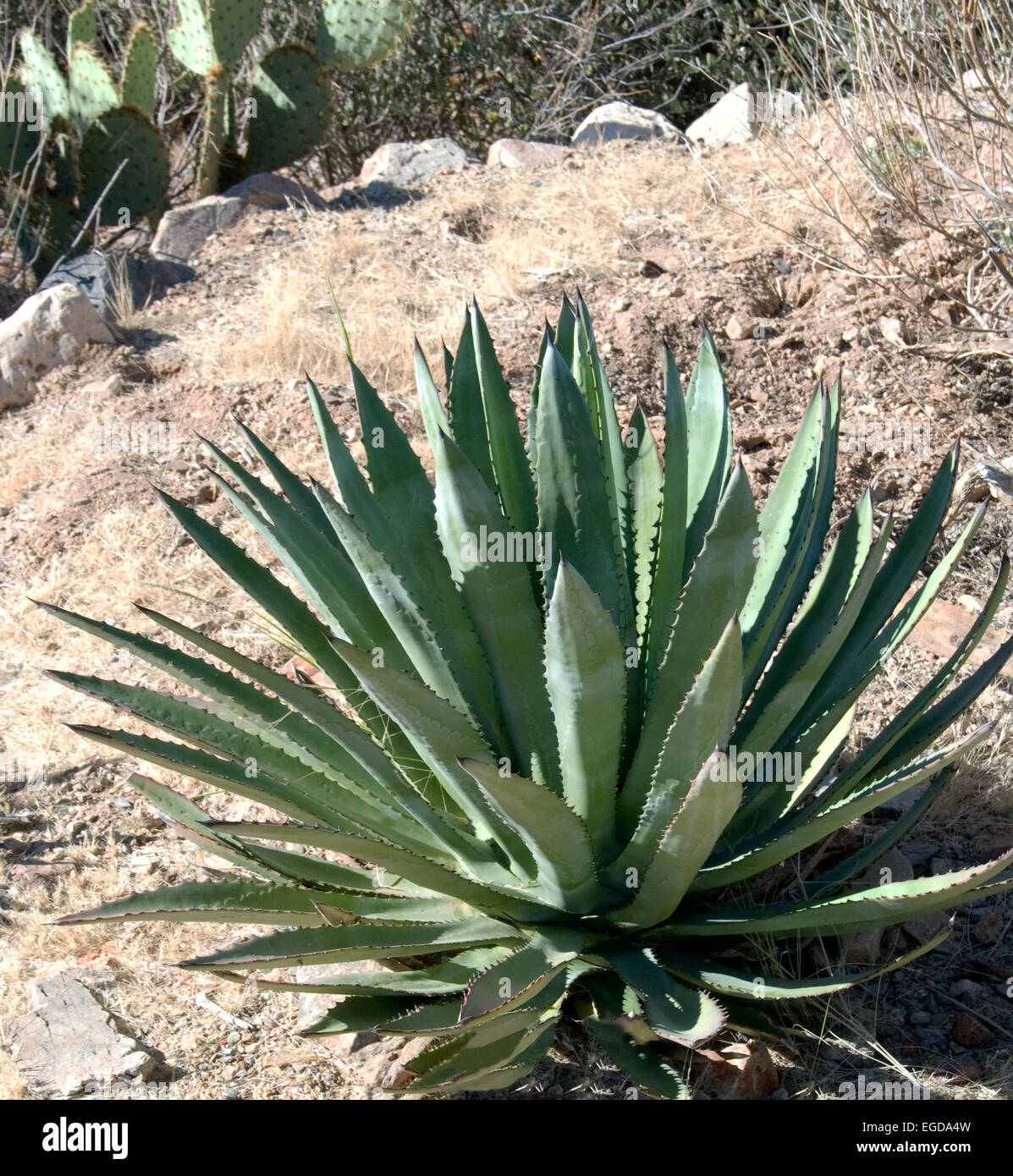 Aloe murpheyi, Hohokam agave Foto Stock