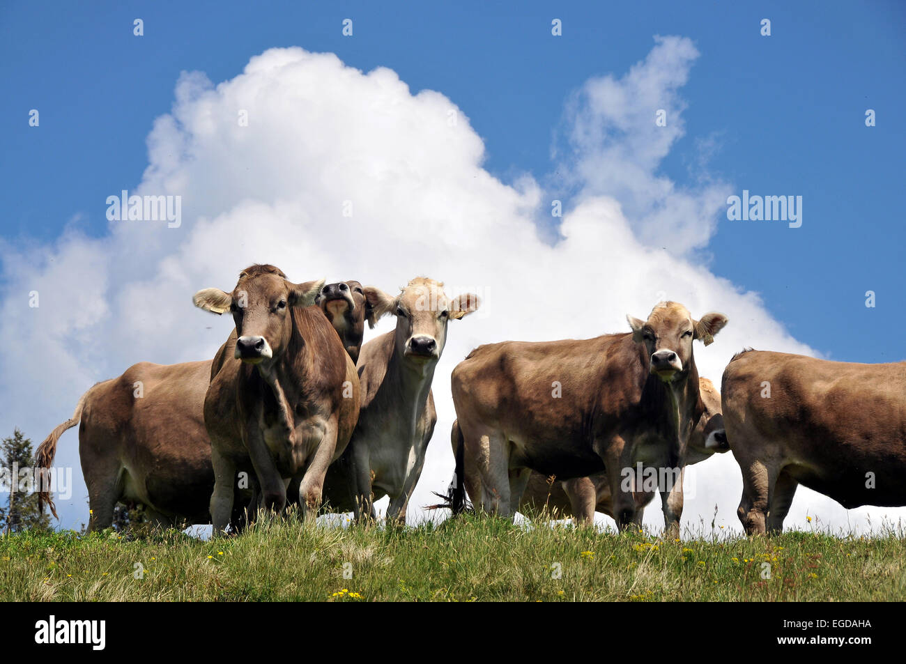 Giovani mucche in Sachrang, Kaiserwinkl, Tirolo, Austria Foto Stock