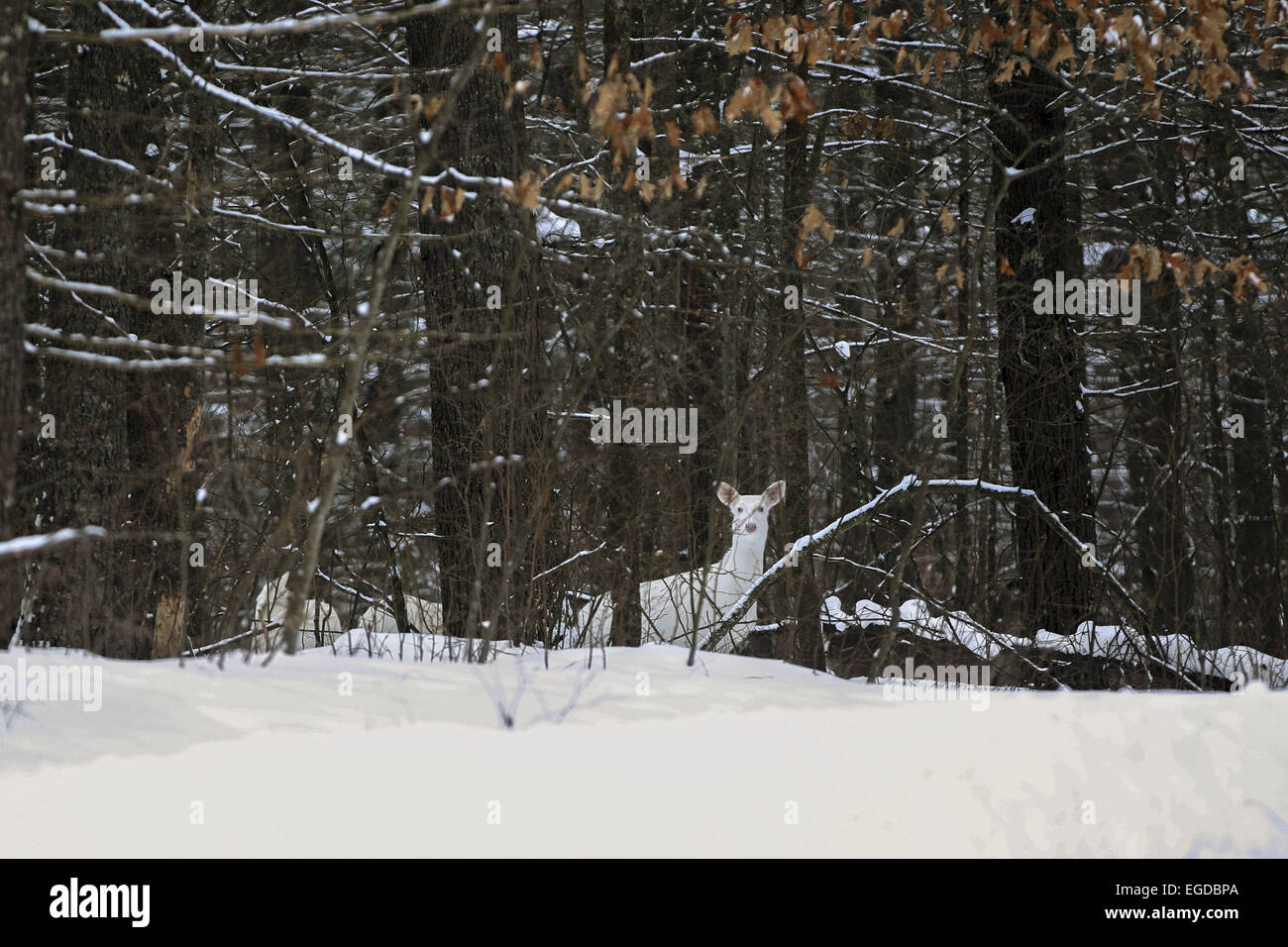 Giunzione di Boulder, Wisconsin, Stati Uniti d'America. 27 gennaio, 2015. Un tutti i bianco-rossi si muove attraverso la foresta. Due dei suoi tutti i bianco cerbiatti può essere parzialmente visibile a sinistra del DOE. Il cervo sono localmente noto come ''ghost cervi. © Keith R. Crowley/ZUMA filo/Alamy Live News Foto Stock