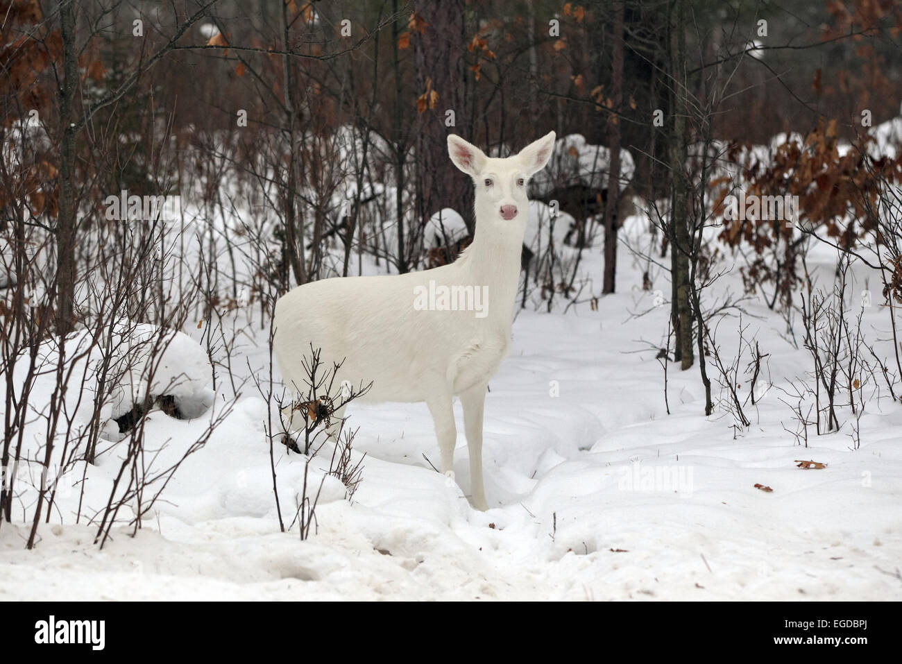 Giunzione di Boulder, Wisconsin, Stati Uniti d'America. 28 gen, 2015. Un tutti i bianco-rossi pause di woodlot in Wisconsin settentrionale. Una inusuale concentrazione di rari cervi si trovano nei pressi di questa piccola città dove gli animali sono localmente noto come ''ghost cervi. © Keith R. Crowley/ZUMA filo/Alamy Live News Foto Stock