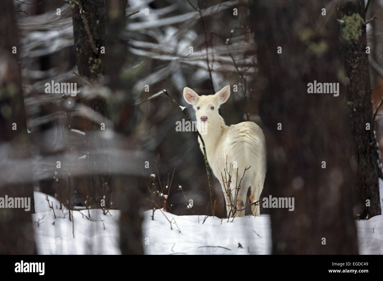 Giunzione di Boulder, Wisconsin, Stati Uniti d'America. 27 gennaio, 2015. Un tutti i bianco-rossi pause in una zona aperta della foresta. Il cervo sono localmente noto come ''ghost cervi.'' alcuni di questi animali rari sono vero albini, con gli occhi rosa, nasi e zoccoli. © Keith R. Crowley/ZUMA filo/Alamy Live News Foto Stock