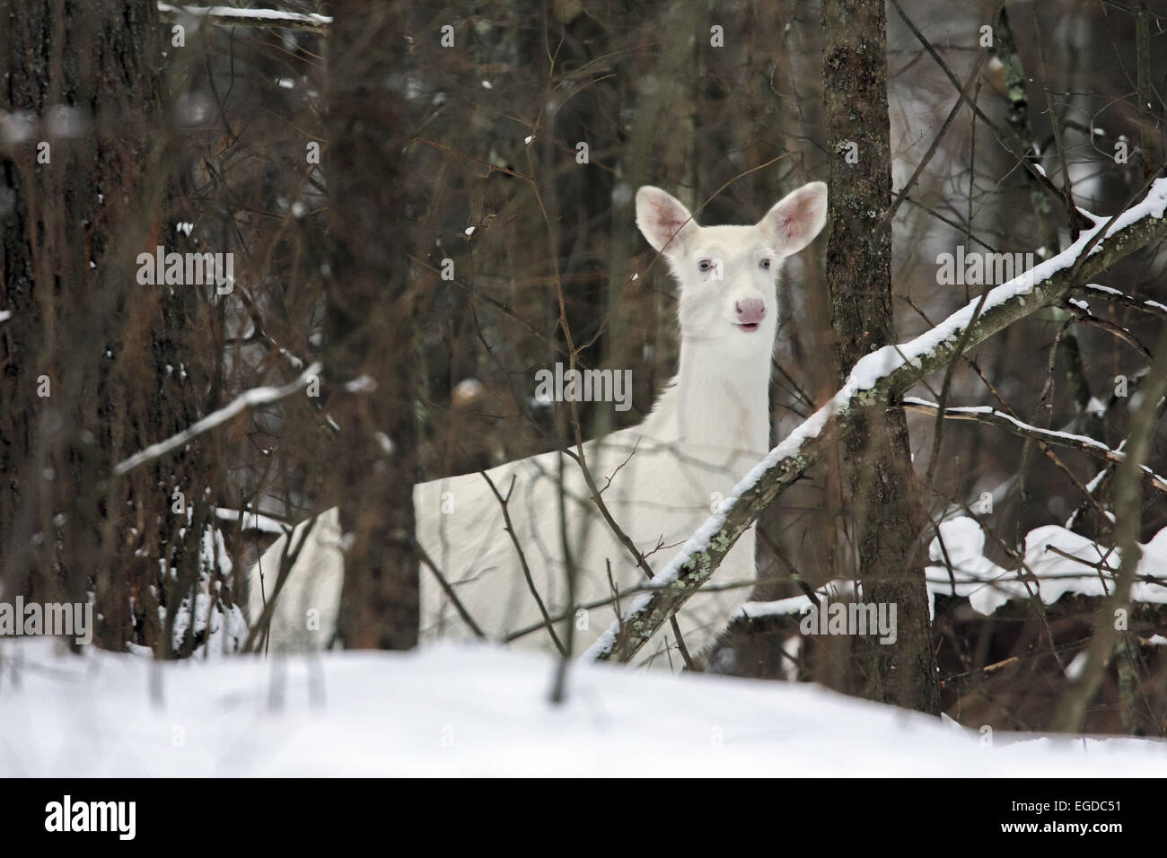 Giunzione di Boulder, Wisconsin, Stati Uniti d'America. 27 gennaio, 2015. Un tutti i bianco-rossi si muove attraverso la foresta. Il cervo sono localmente noto come ''ghost cervi.'' alcuni di questi animali rari sono vero albini, con gli occhi rosa, nasi e zoccoli. © Keith R. Crowley/ZUMA filo/Alamy Live News Foto Stock