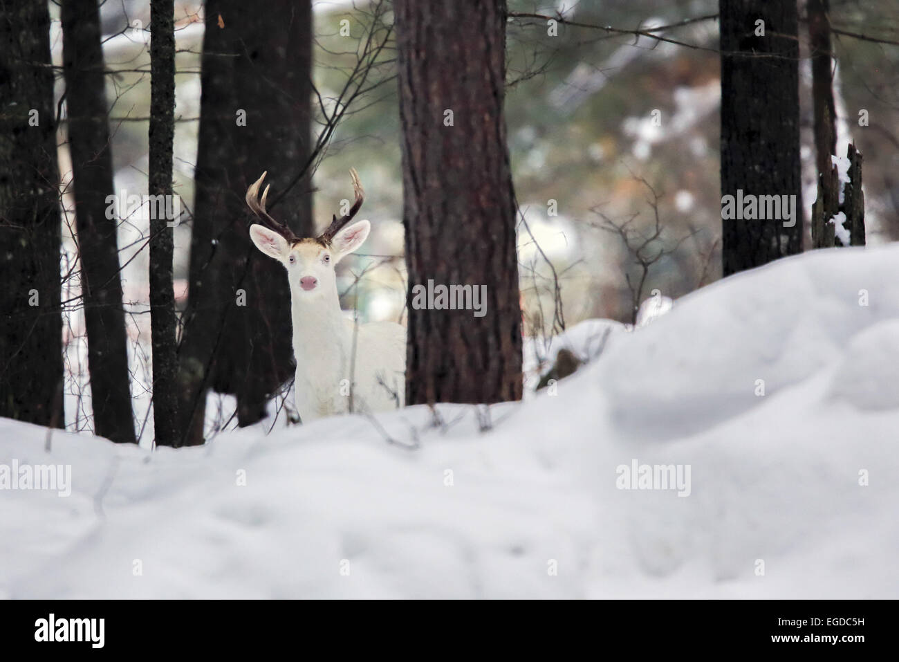 Giunzione di Boulder, Wisconsin, Stati Uniti d'America. 27 gennaio, 2015. Un tutto-white buck sorge in un woodlot in Wisconsin settentrionale. Una inusuale concentrazione di rari cervi si trovano nei pressi di questa piccola città dove gli animali sono localmente noto come ''ghost cervi. © Keith R. Crowley/ZUMA filo/Alamy Live News Foto Stock