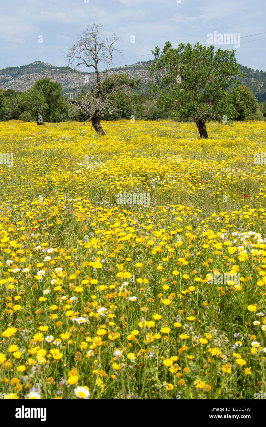 Flower prato, vicino a Manacor, Maiorca, SPAGNA Foto Stock