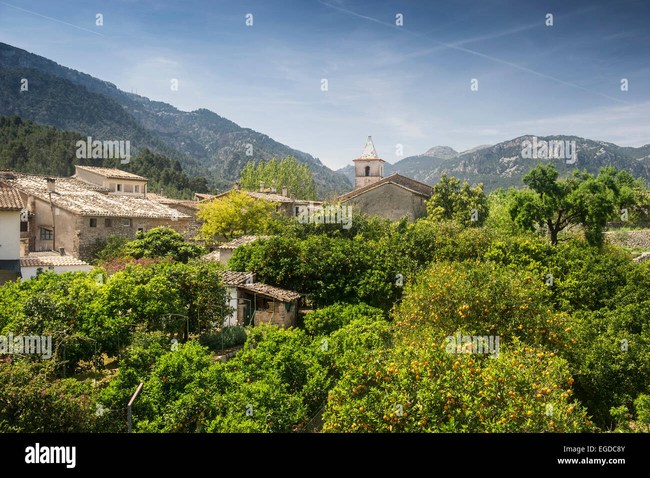 Gli alberi di limone, Biniaraix, vicino a Soller, Maiorca, SPAGNA Foto Stock