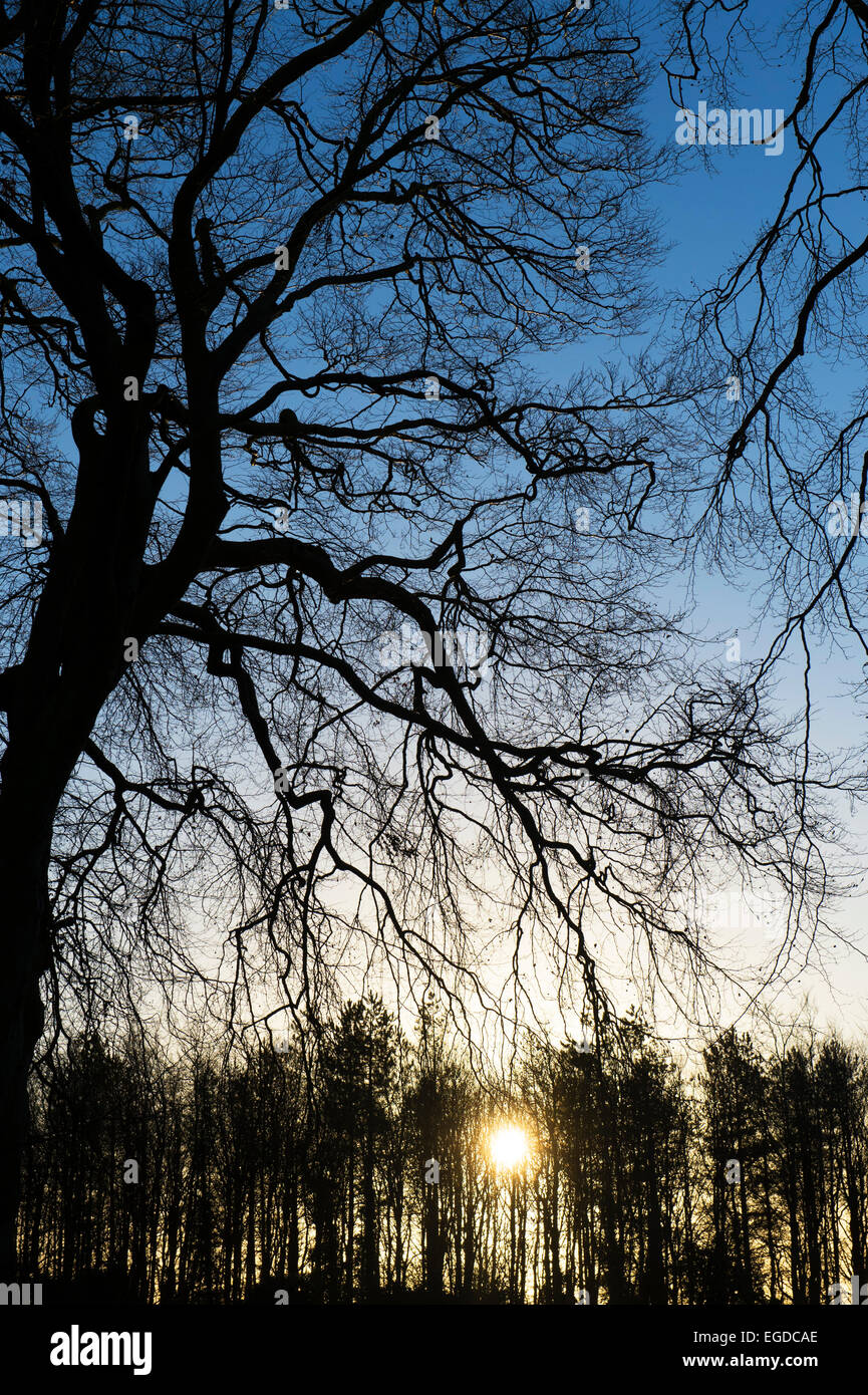 Sunrise attraverso la silhouette di alberi d'inverno. Regno Unito Foto Stock