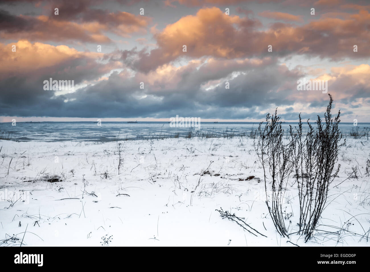 In inverno il paesaggio costiero con erba secca. Il golfo di Finlandia e Russia. Vintage tonica foto con effetto di filtro Foto Stock