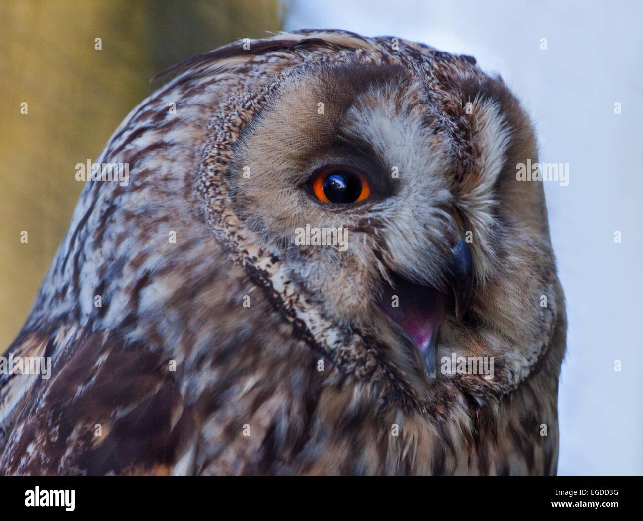 Long Eared gufo comune (asio otus/strix otus) Foto Stock