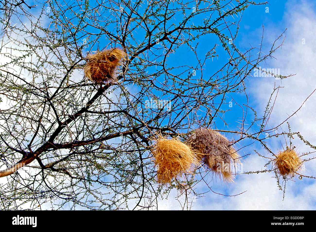 Nidi globulari di bianco-browed sparrow-weaver (Plocepasser mahali) appesi a Thorn Acacia Foto Stock