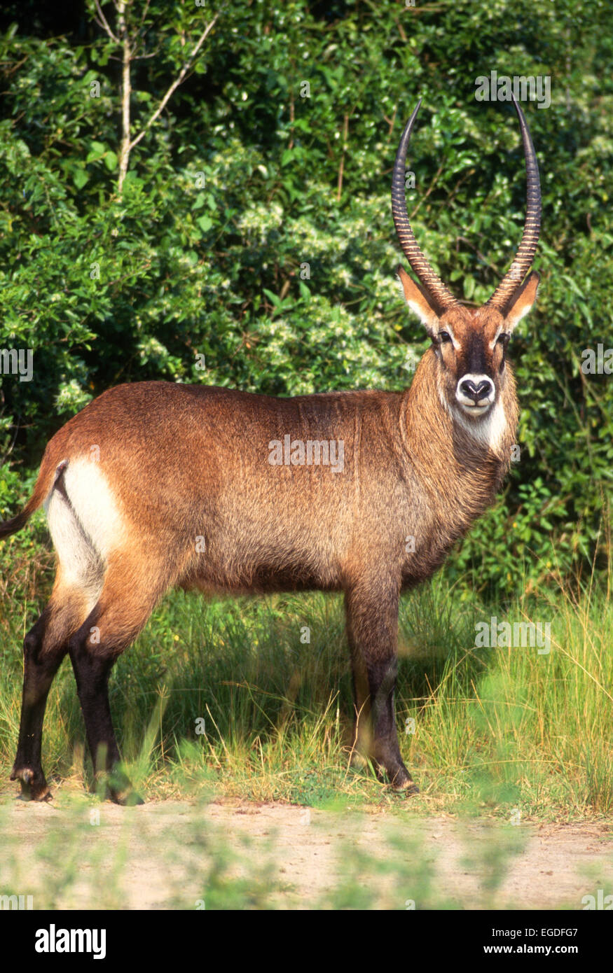 Un waterbuck in Uganda Foto Stock