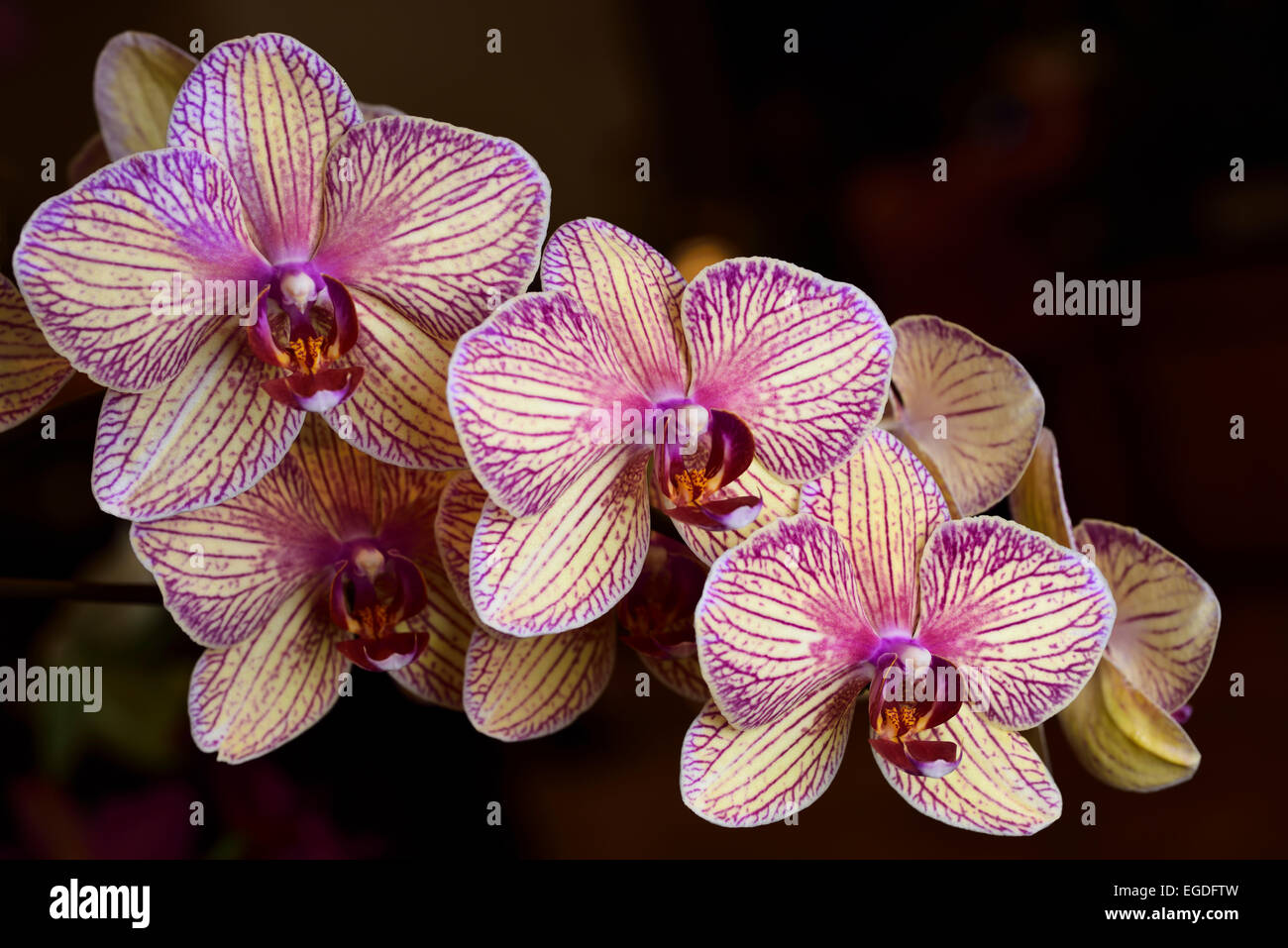 Lavanda e crema Phalaenopsis Caleidoscopio Candy Stripe Moth orchid flower ibrido su sfondo scuro Foto Stock