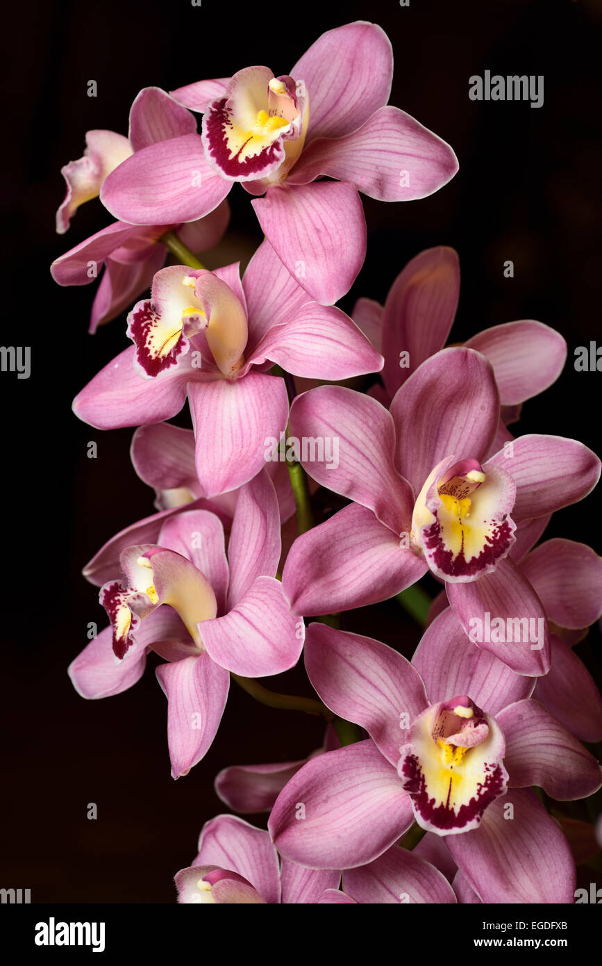 Rosa Asilomar Cymbidium Wilsons scelta barca fiori di orchidea ibrido su sfondo nero Foto Stock