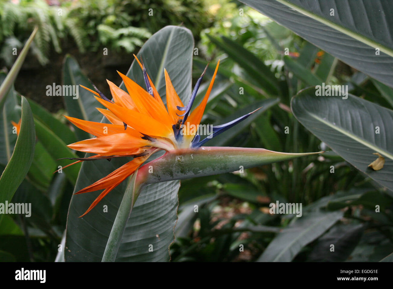 Degli uccelli del paradiso fiore strelitzia (Strelitzia reginae) Foto Stock