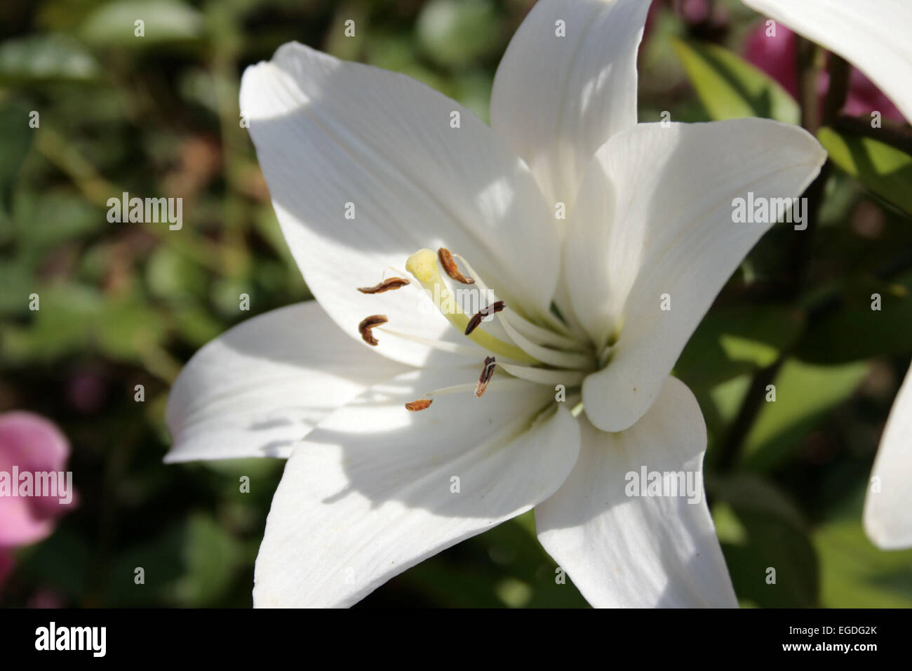 Giglio fiore in estate Foto Stock