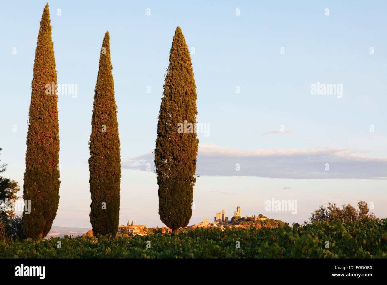 Cipressi e alcune delle torri di San Gimignano, Toscana, Italia Foto Stock