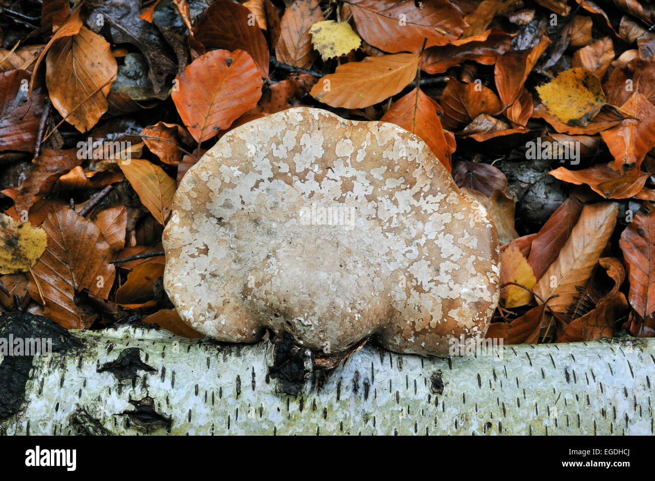 Staffa di betulla fungo / Razor strop su caduto betulla (Piptoporus betulinus) tra foglie di autunno Foto Stock