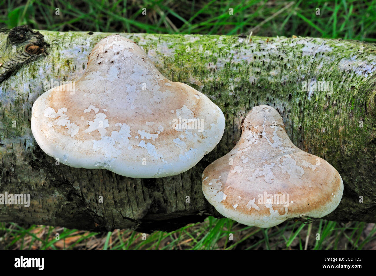 Staffa di betulla fungo / Razor strop (Piptoporus betulinus) caduti sulla betulla in foresta Foto Stock