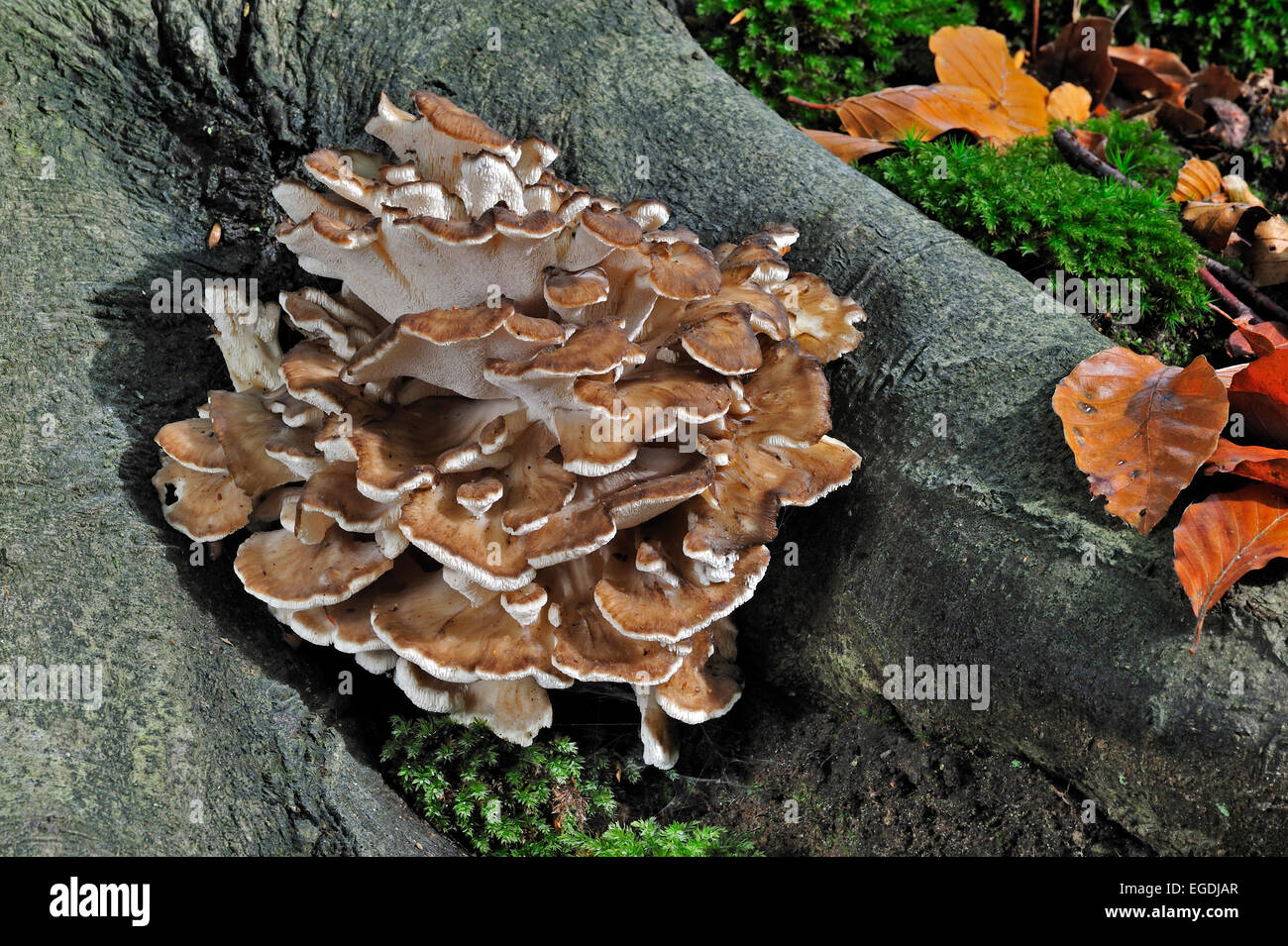 Gallina di boschi / Hen-di-il-boschi / ram's testa / testa di pecora (Grifola frondosa) la crescita di radici di alberi nella foresta di autunno Foto Stock