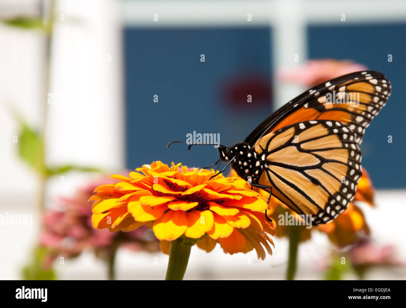 La migrazione di farfalla monarca alimentazione su un arancio brillante Zinnia in un giardino Foto Stock