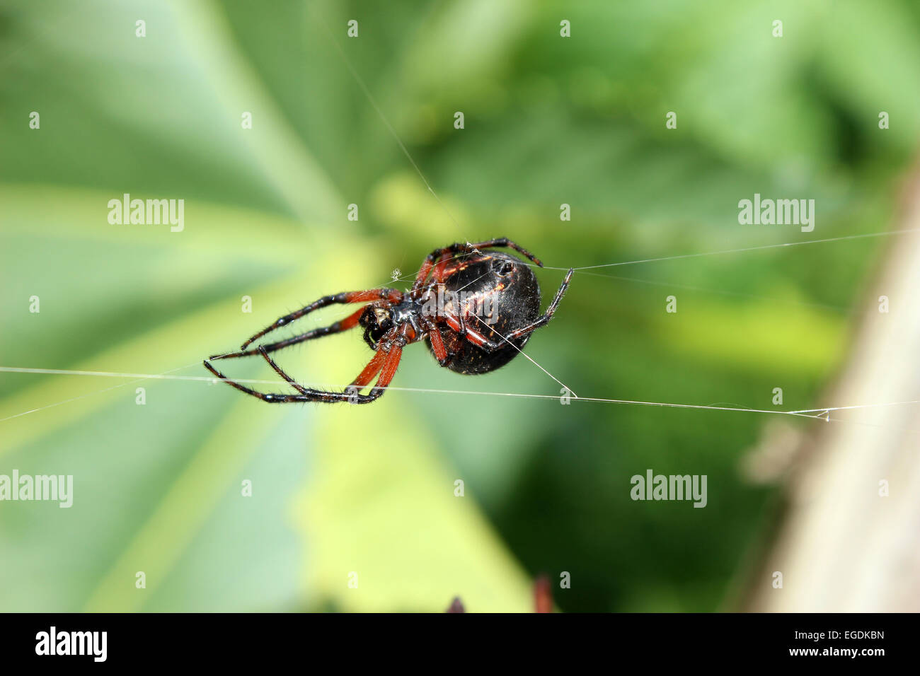 Un Orb Weaver Spider sospeso in una ragnatela in un campo in Cotacachi, Ecuador Foto Stock