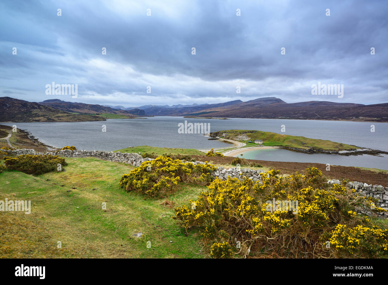 Ginestra in fiore nella parte anteriore del Loch Eriboll, Loch Eriboll, Highland Scozia, Gran Bretagna, Regno Unito Foto Stock