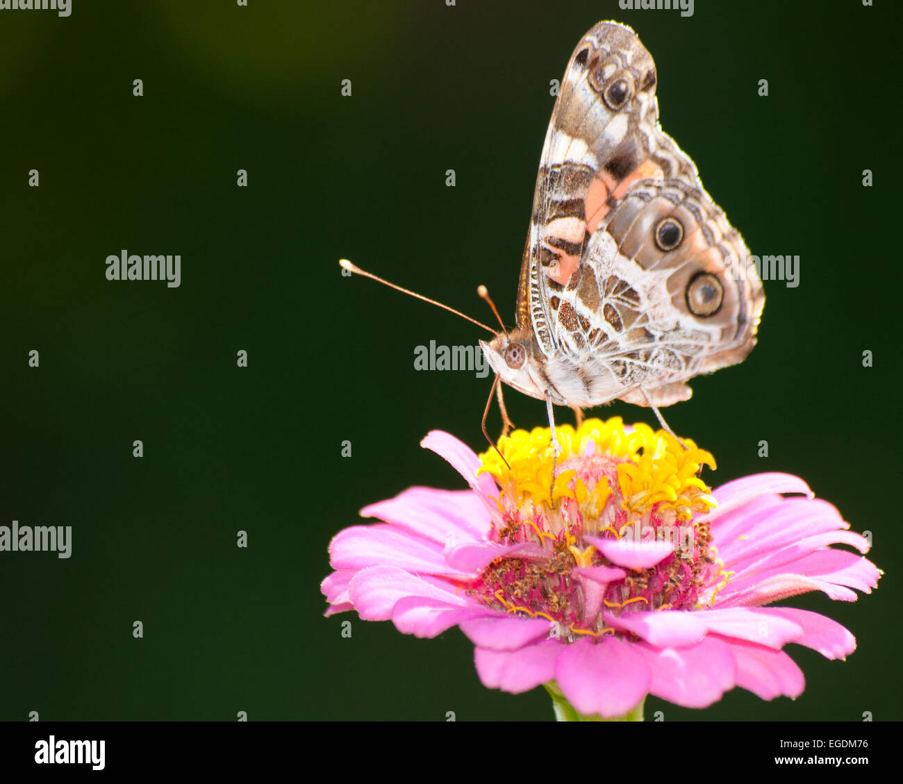 American dipinto Lady Butterfly alimentazione su una rosa Zinnia contro uno sfondo scuro Foto Stock