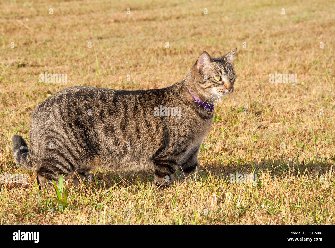 Bella grigio tabby cat in tenui colori erba di autunno Foto Stock