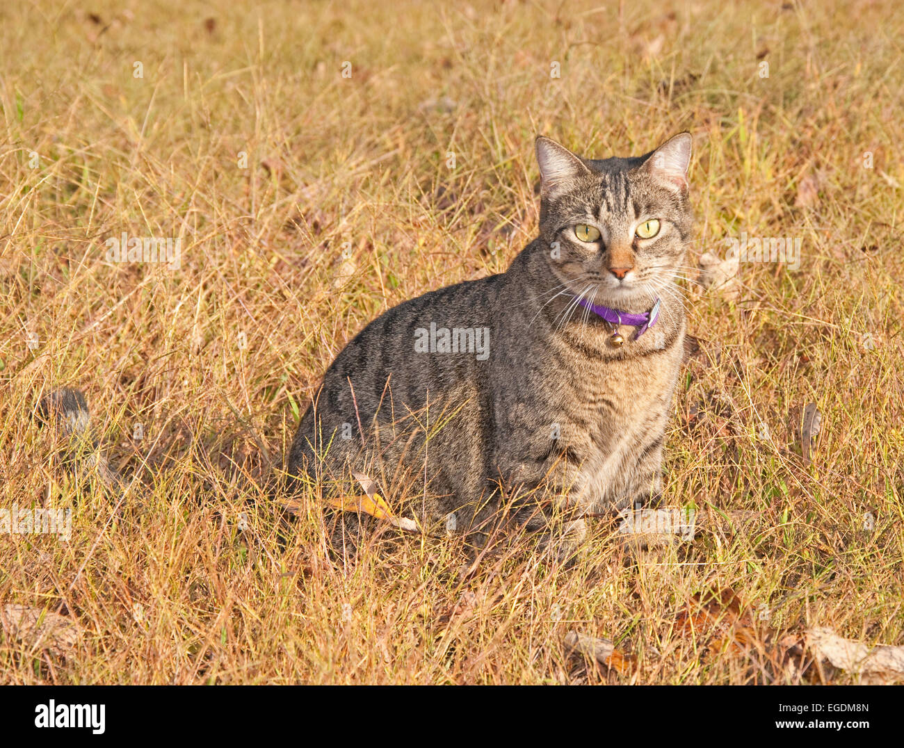 Grigio tabby cat in caduta di erba e foglie, cercando di avviso e curioso Foto Stock