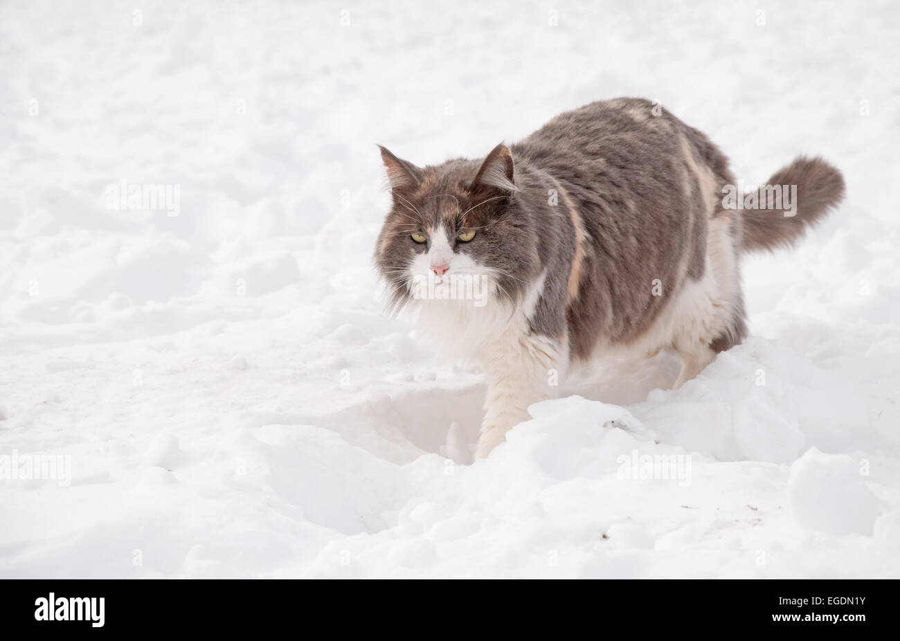 Diluito gatta calico a piedi nella neve profonda su un luminoso, fredda giornata invernale Foto Stock