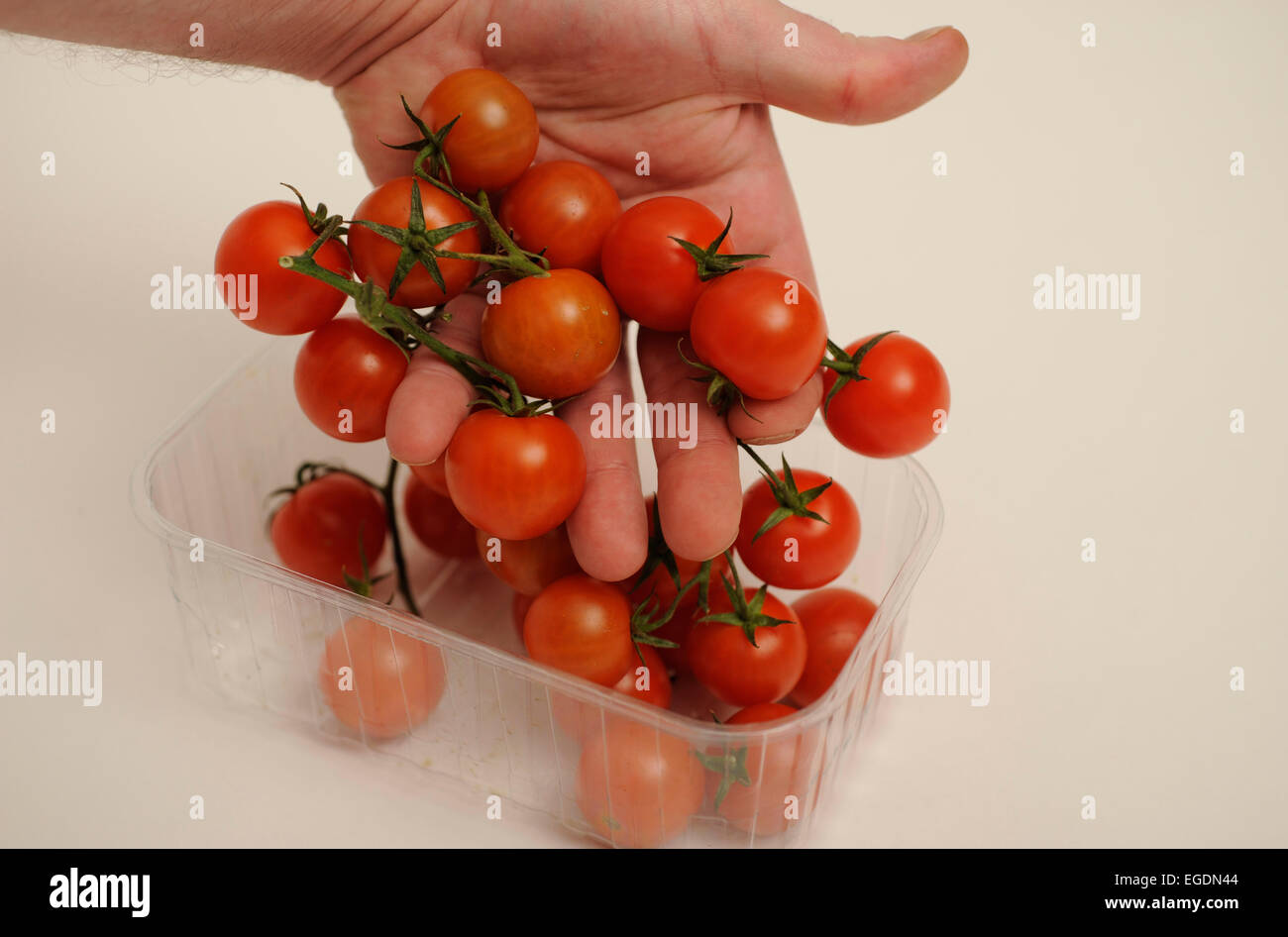 Tenendo i pomodori Foto Stock