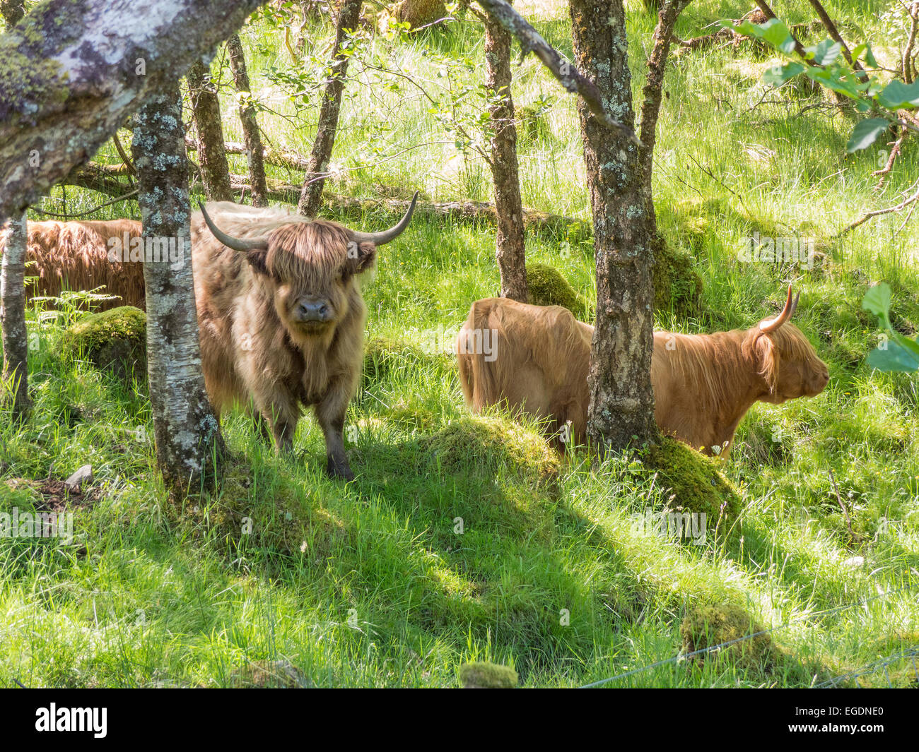 Highland bovini in loro i boschi nativi Argyll and Bute, Highlands Occidentali, Scozia. Foto Stock
