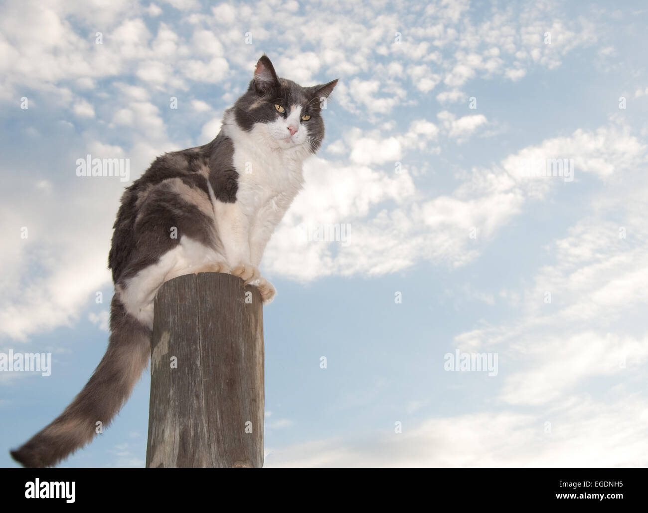Diluito gatta calico seduto su un palo da recinzione contro il cielo nuvoloso Foto Stock