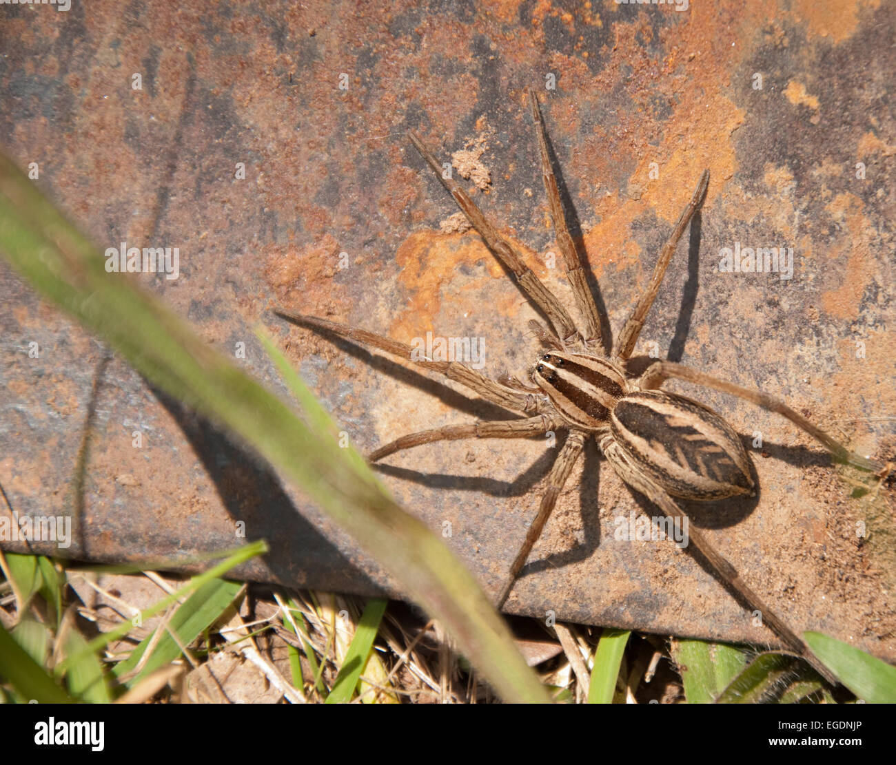 Lupo rabbioso ragno sul metallo arrugginito Foto Stock