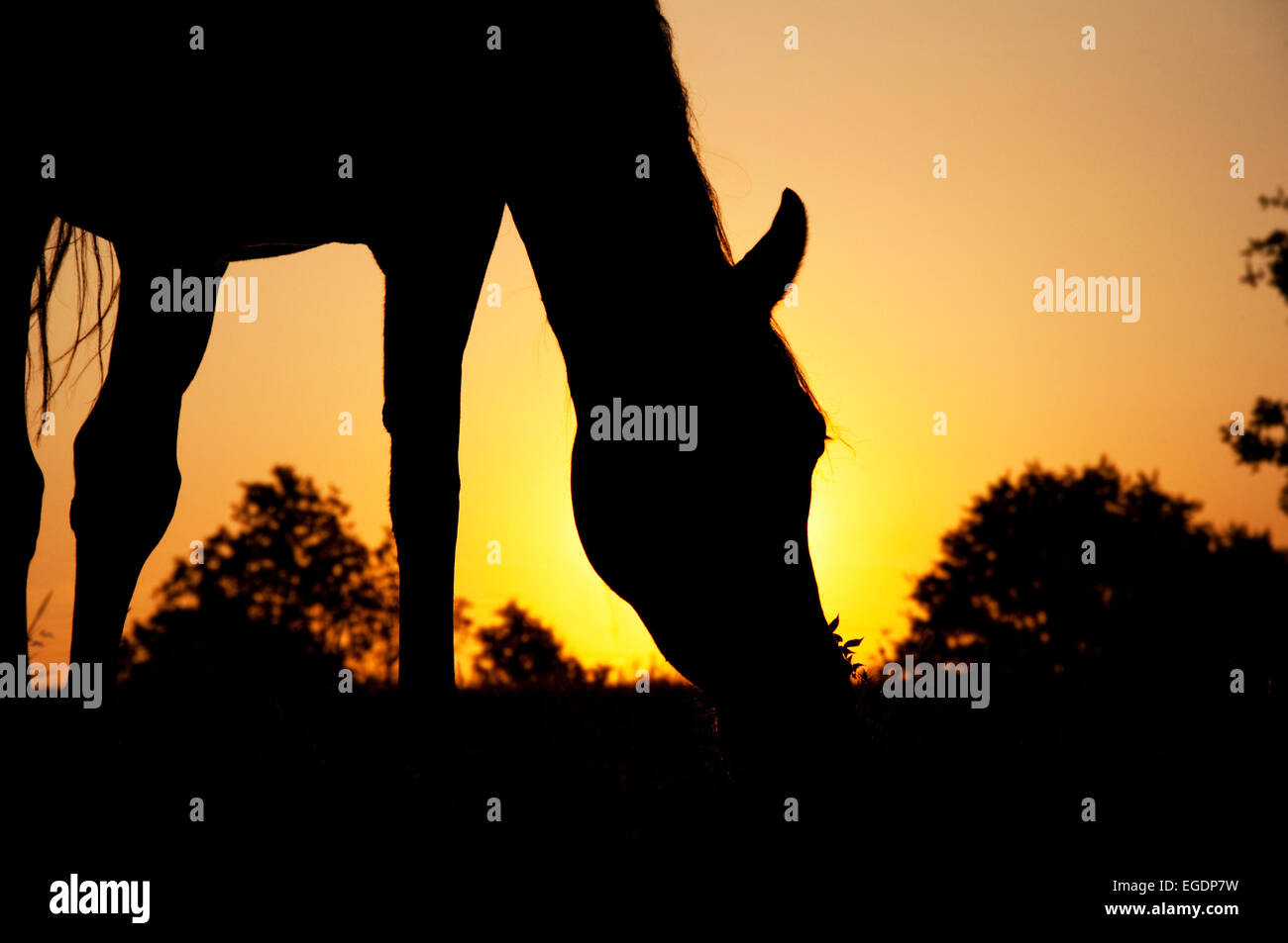 Silhouette di un cavallo al pascolo contro Rising Sun Foto Stock