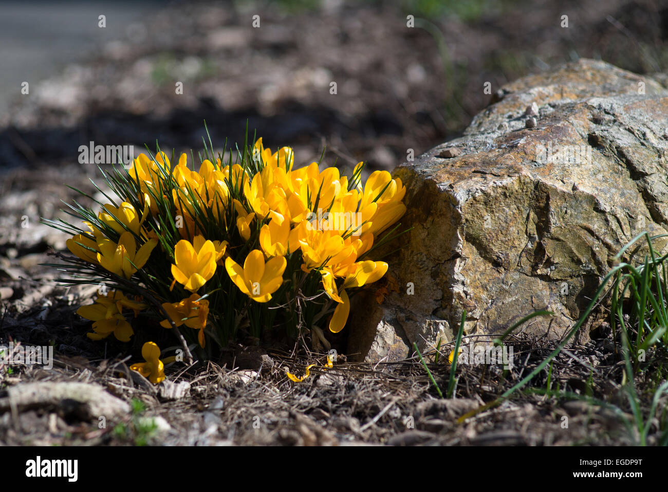 Il croco giallo fiori in fiore nei pressi di una pietra Foto Stock