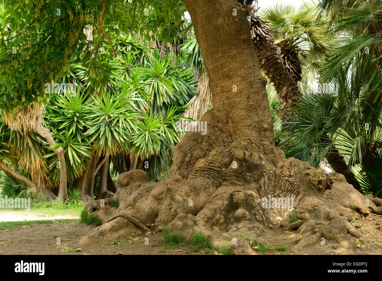Gli alberi e le palme in Parc de la Ciutadella, city park, Ribera, Barcellona, in Catalogna, Spagna Foto Stock