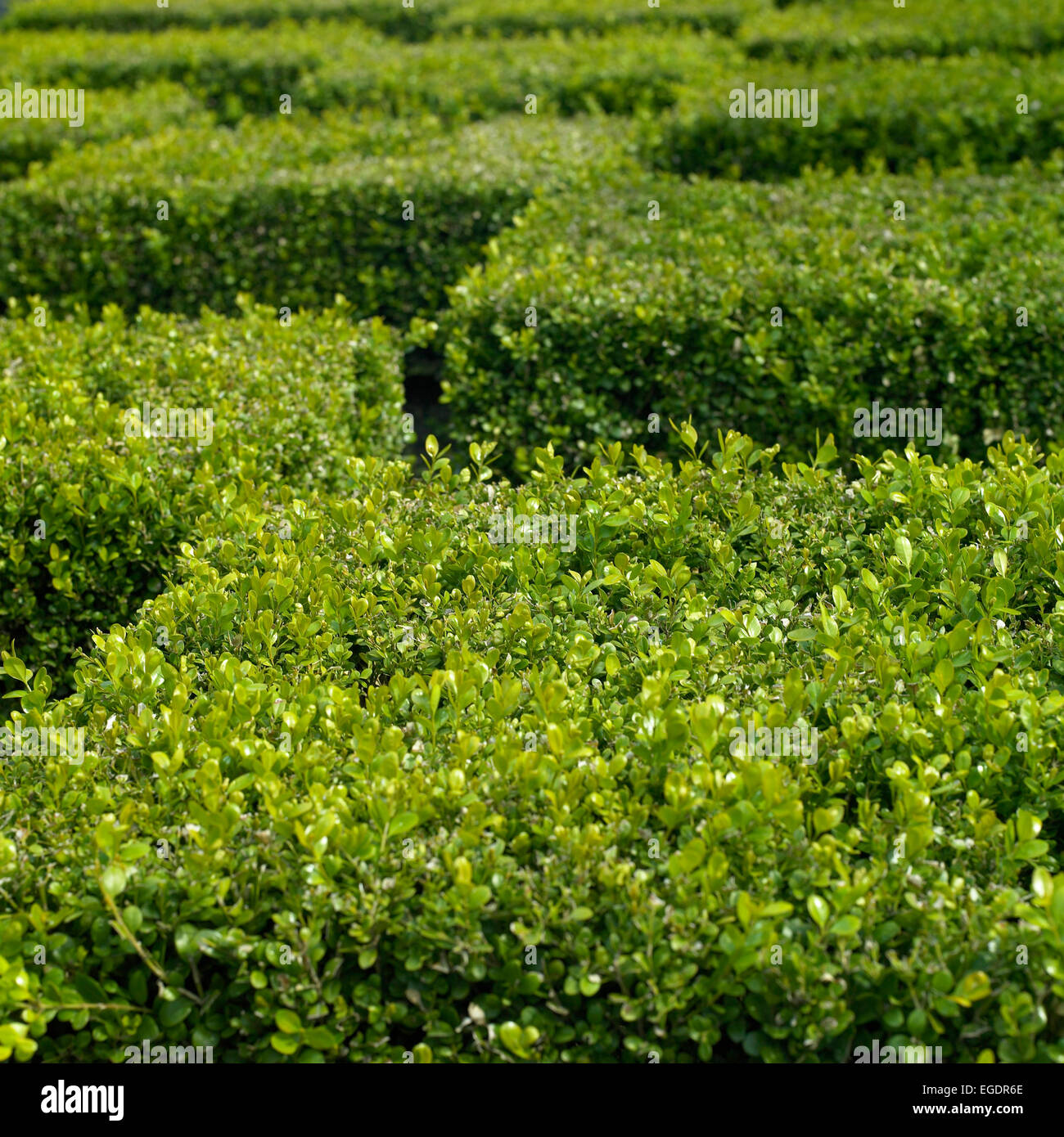 Ttaggered verde siepe tagliati cubetti superiore Foto Stock