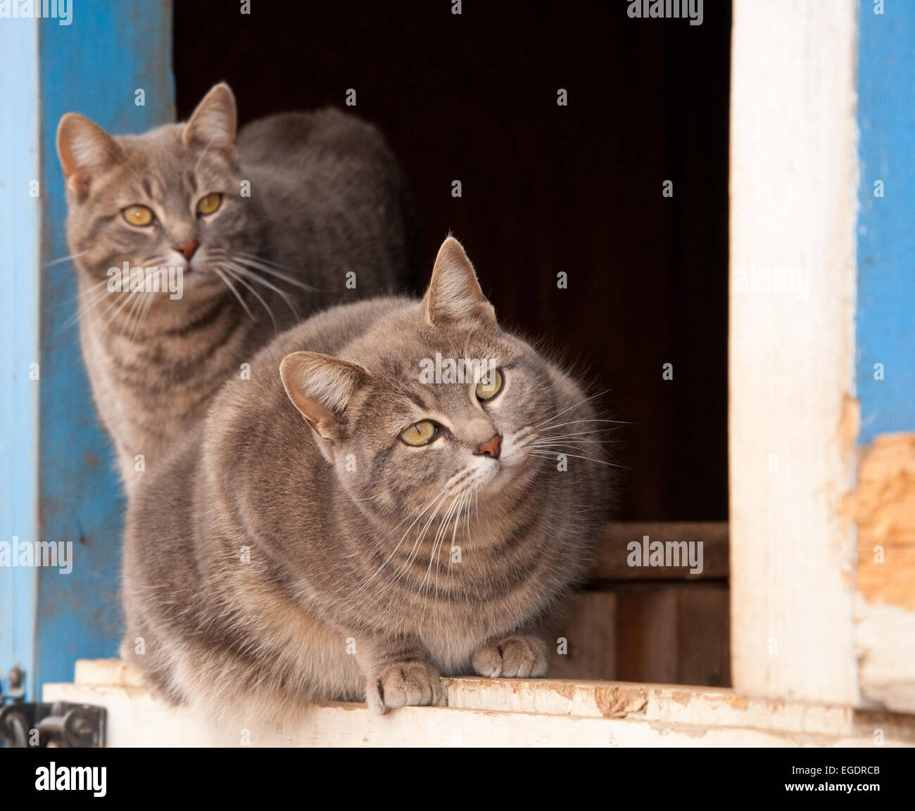 Due blue tabby gatti su una mezza porta di un granaio blu, guardando keenlyto sulla destra del visualizzatore Foto Stock