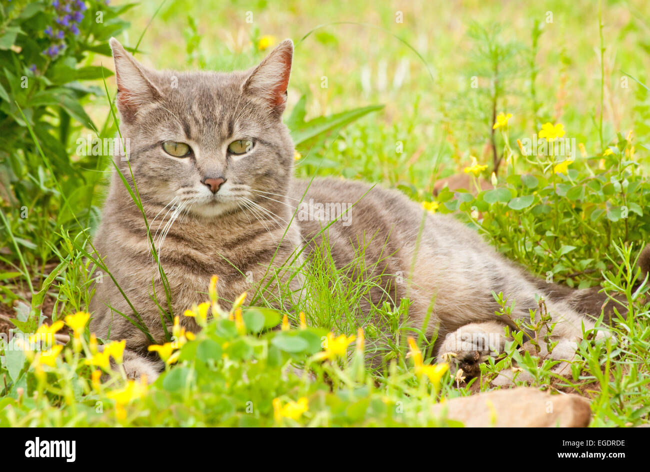Blue tabby cat circondato da fiori di campo Foto Stock