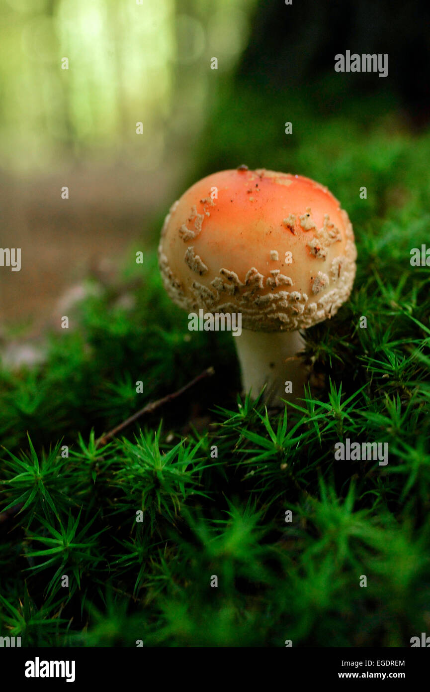 Fly amanita fungo amanita muscaria in MOSS, sfondo unsharp, Hesse, Germania Foto Stock