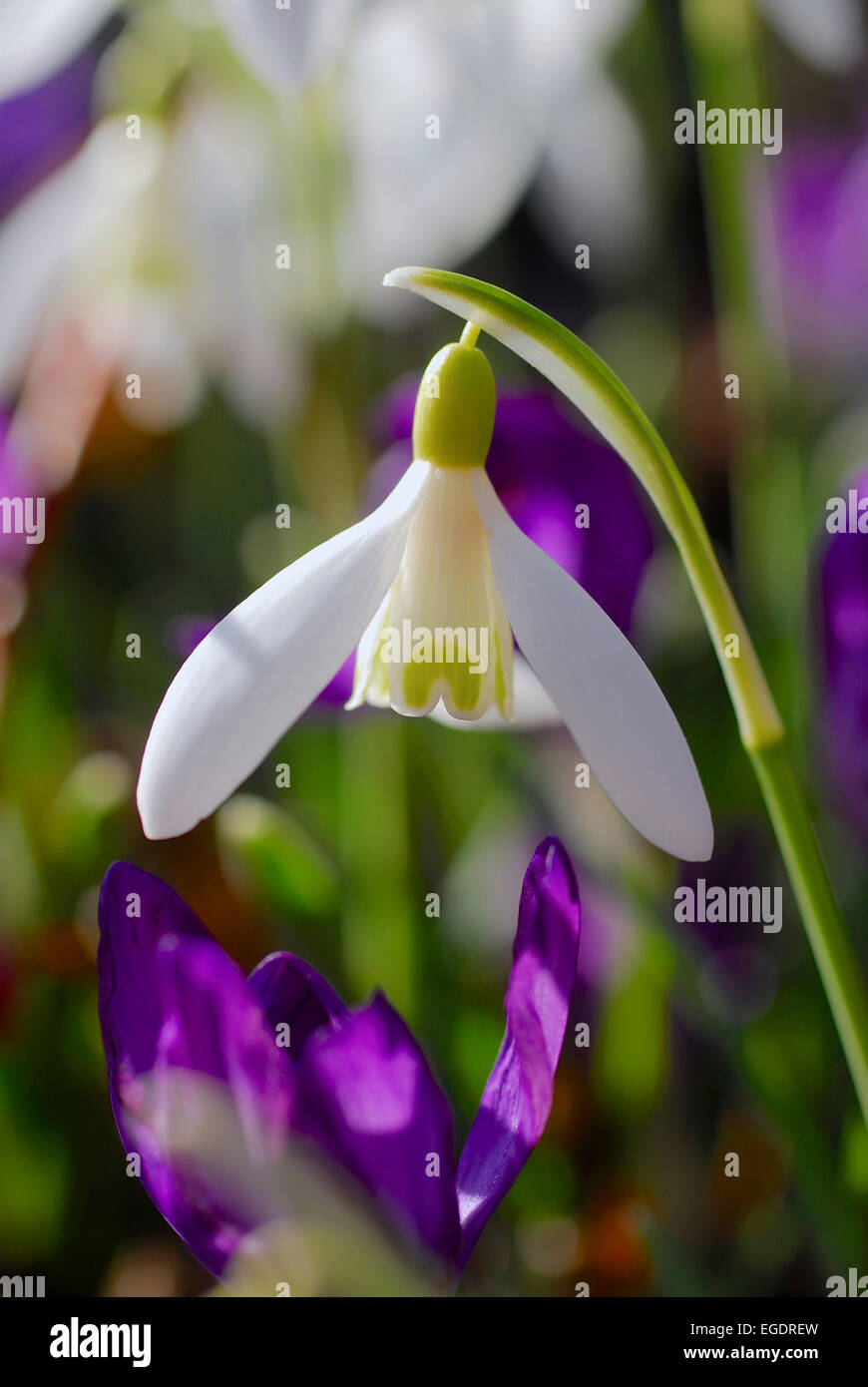 Bianco, snowdrop Galanthus nivalis davanti unsharp violett crocus fiori, Germania Foto Stock