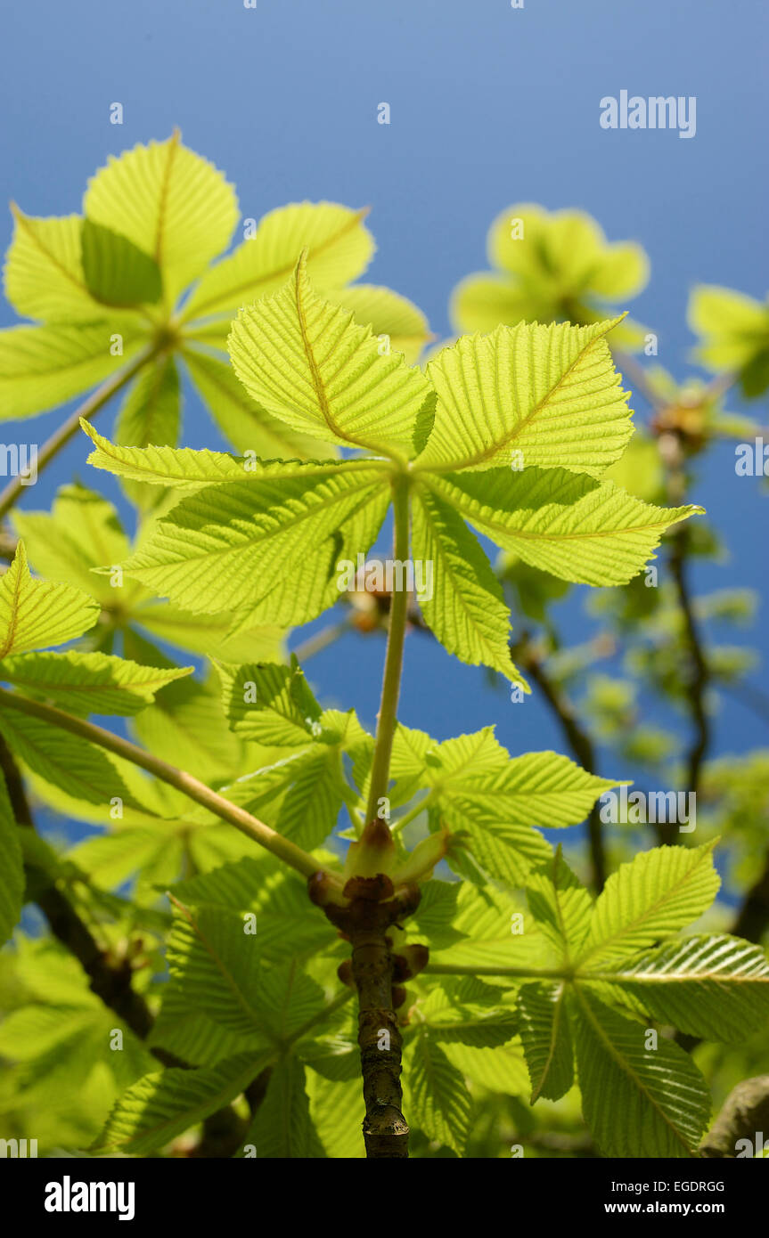 Giovani di castagne fresche foglie di albero contro un cielo blu, Hesse, Germania Foto Stock