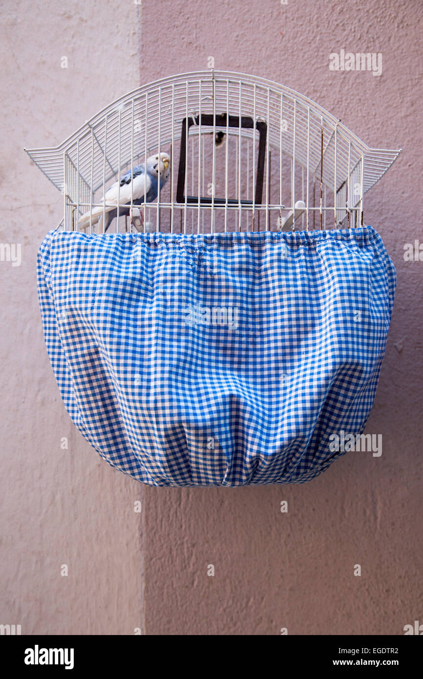 Blu e bianco budgerigar in una gabbia di uccello sul muro di una casa nel quartiere di Alfama, Lisbona, Lisboa, Portogallo Foto Stock