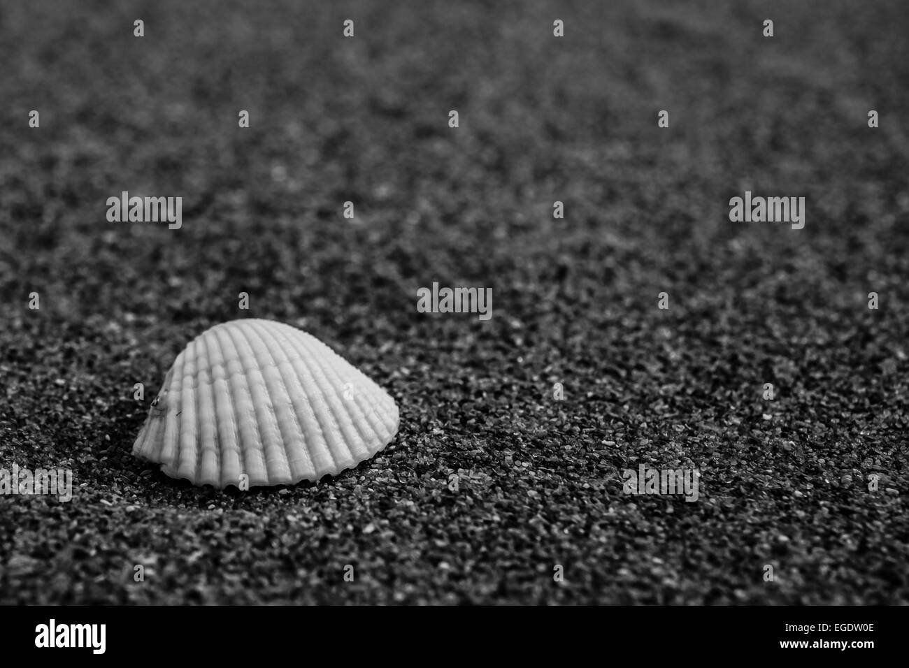 Una cozza sulla sabbia di una spiaggia nera Foto Stock