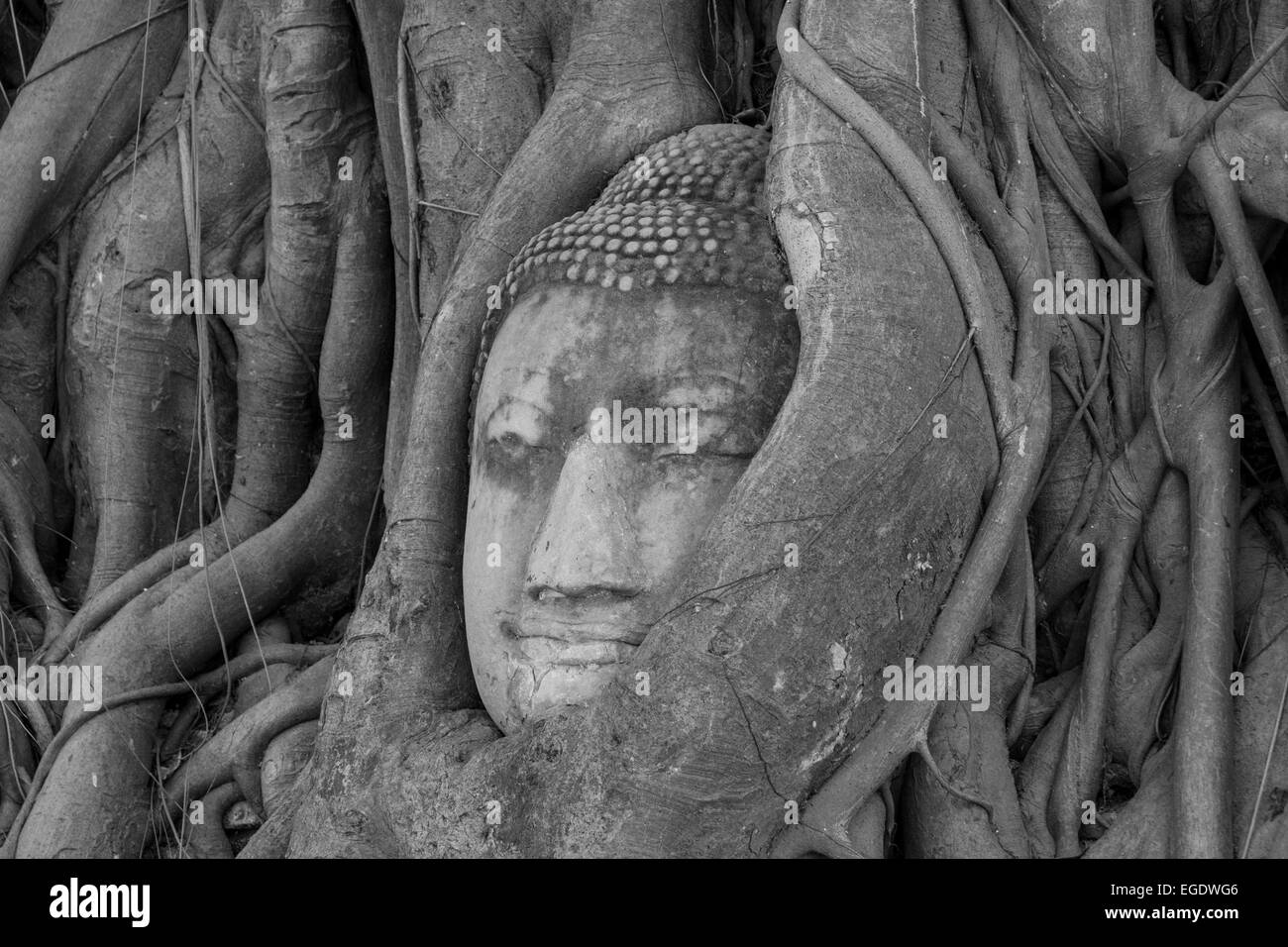 La famosa testa del Budda di ayutthaya thailandia Foto Stock