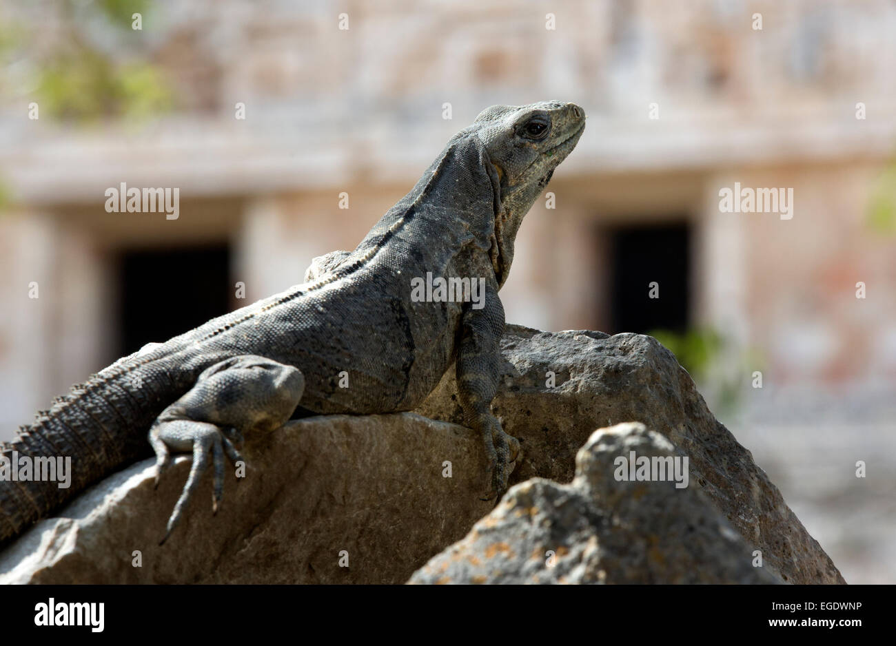 Iguana, Uxmal, Yucatan, Messico Foto Stock